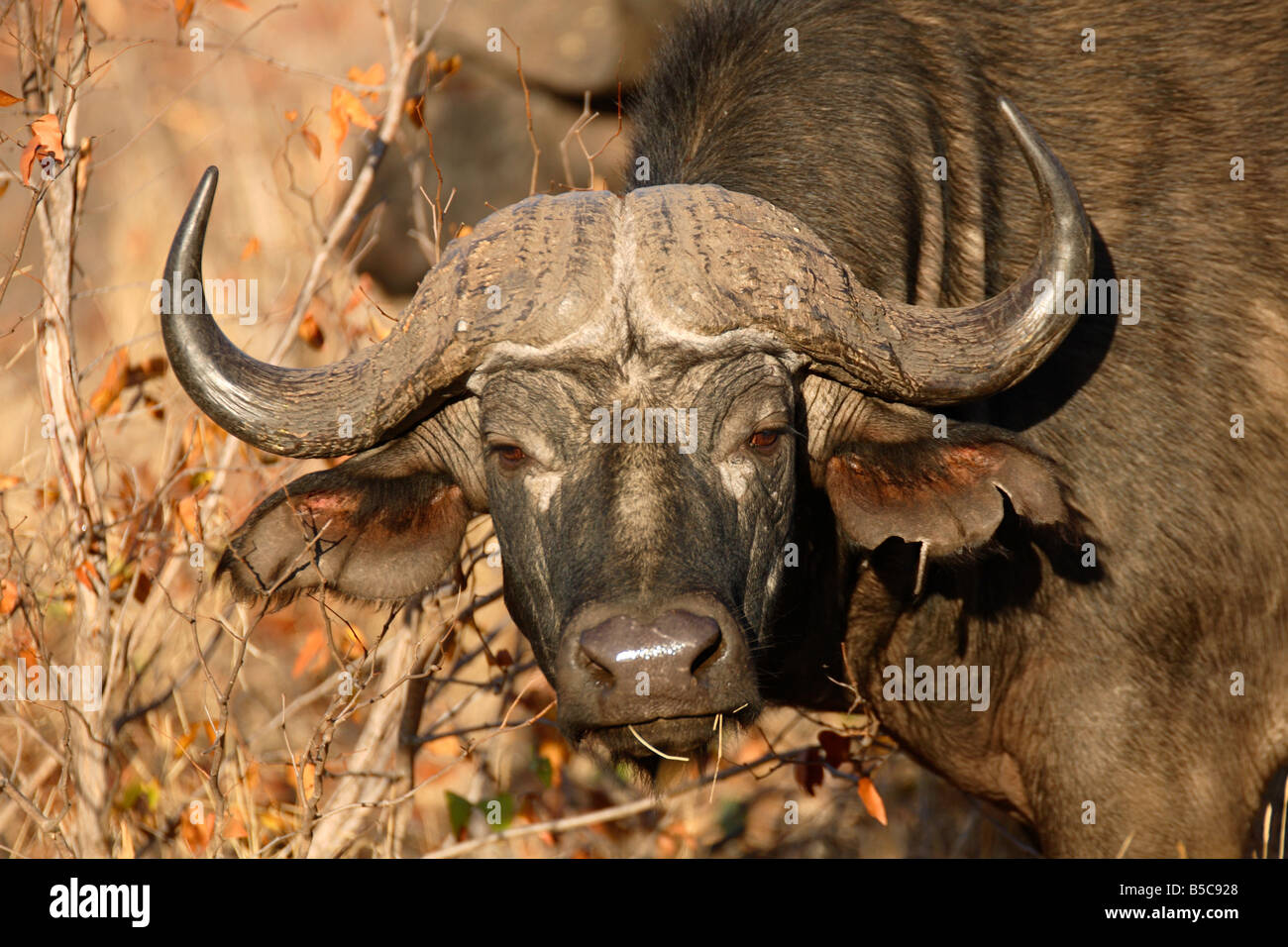 Buffle d'Afrique (Syncerus caffer) - Parc National Kruger, Afrique du Sud Banque D'Images