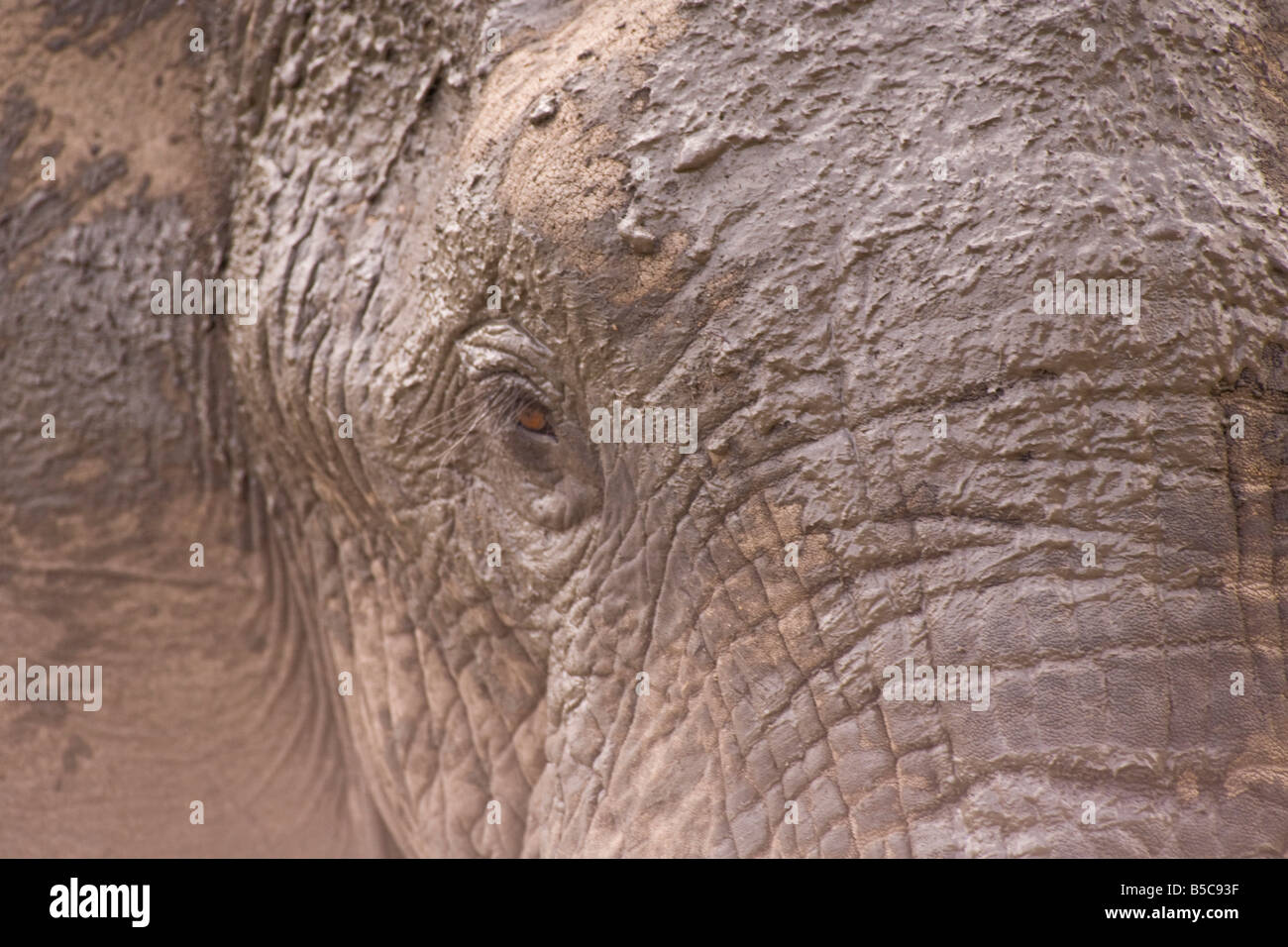 L'éléphant africain (Loxodonta africana), Arathusa Safari Lodge, Sabi Sand Reserve, Mpumalanga, Afrique du Sud, l'Afrique Banque D'Images