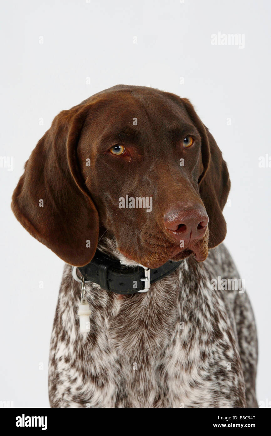 Braque Allemand Banque D'Images