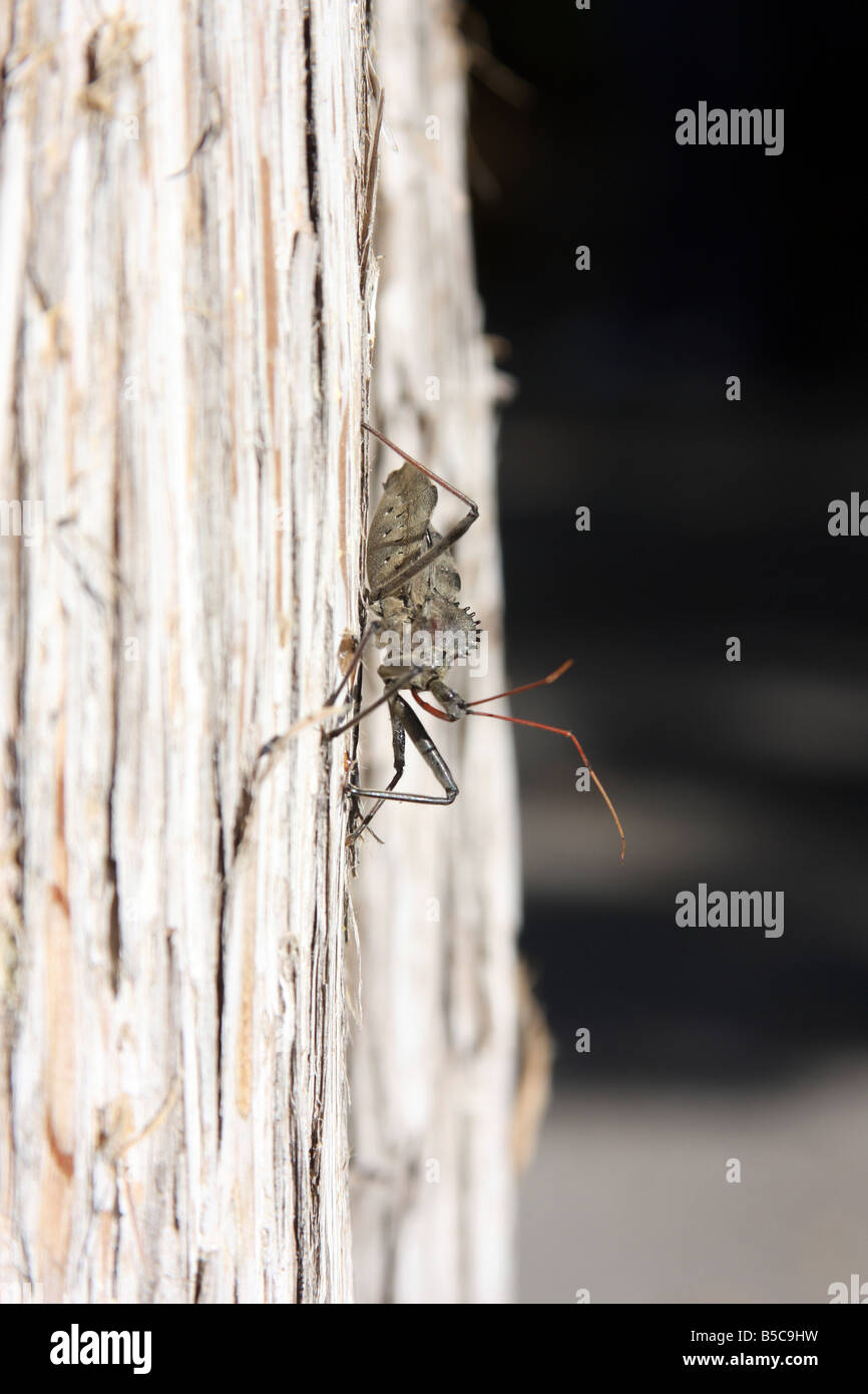 Un bug à l'époque préhistorique sur un arbre dans le nord du Missouri Banque D'Images