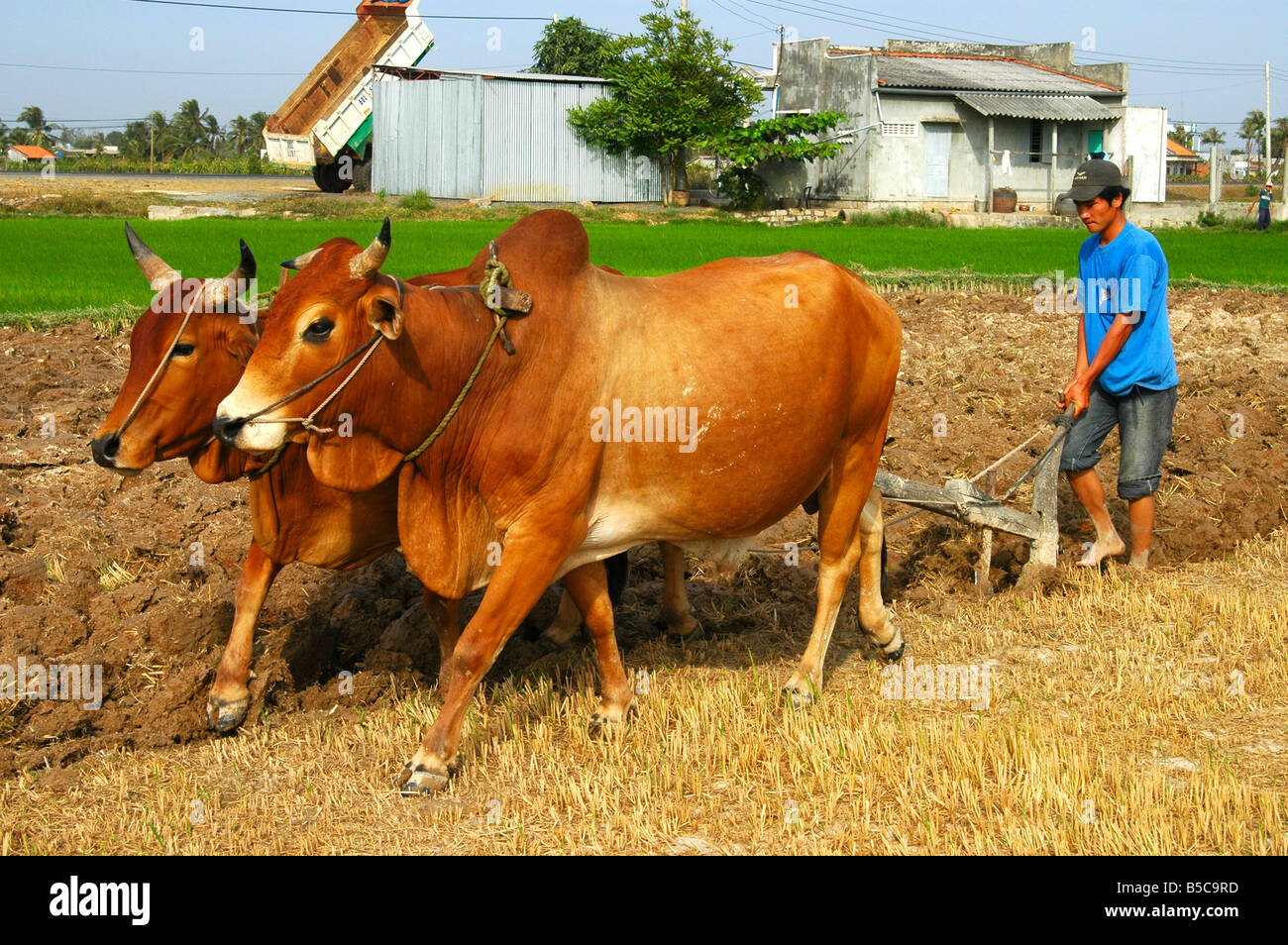 Agriculteur local avec profit la butte de zébu bovins tirant une charrue simple lame unique à travers un champ de riz, le Vietnam Banque D'Images