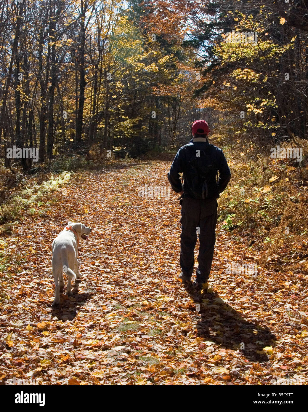La promenade du chien, la marche avec un chien à travers les feuilles tombées d'un jour d'automne de la Nouvelle Angleterre. Banque D'Images