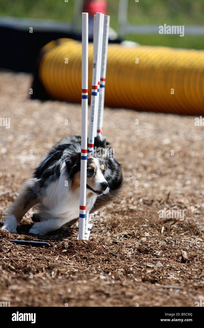 Berger Australien qui traverse weave poles à un concours d'agilité de chien. Banque D'Images