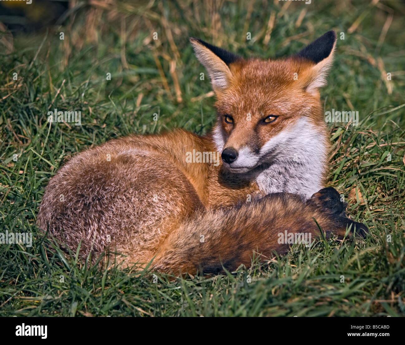 European Red Fox (Vulpes vulpes), Royaume-Uni Banque D'Images
