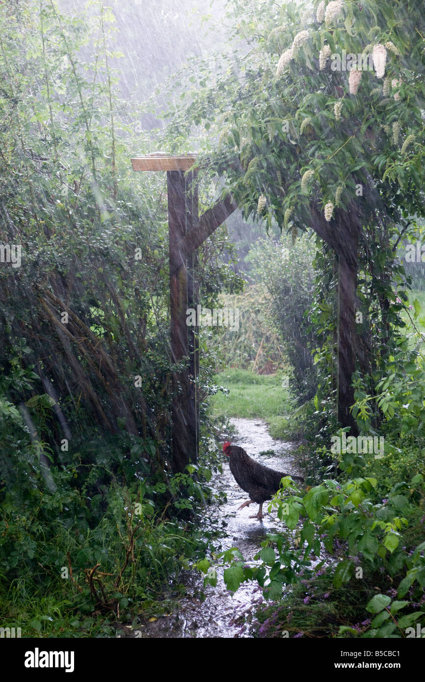 Poule domestique dans la pluie torrentielle à Scottish Borders garden en Août Banque D'Images