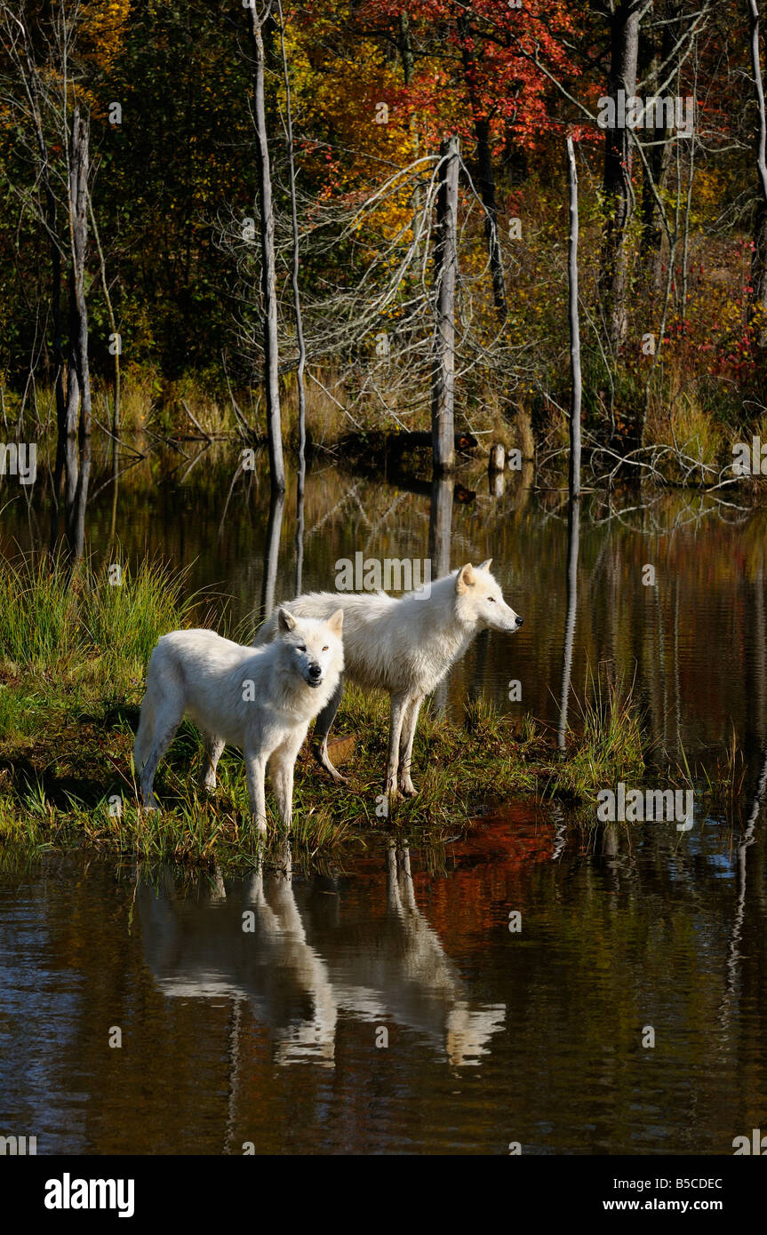 Deux loups arctiques debout au bord d'un lac avec une forêt d'automne Canis lupus arctos Minnesota USA Banque D'Images