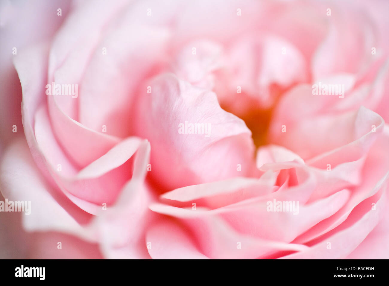 Close up of pink flower rose Banque D'Images