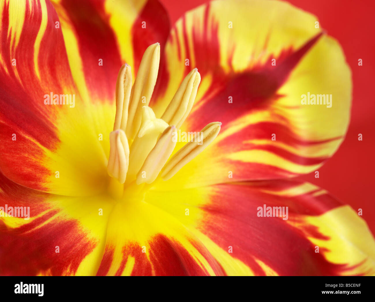Tulipa Fleur Tulipe rayé rouge Banque D'Images