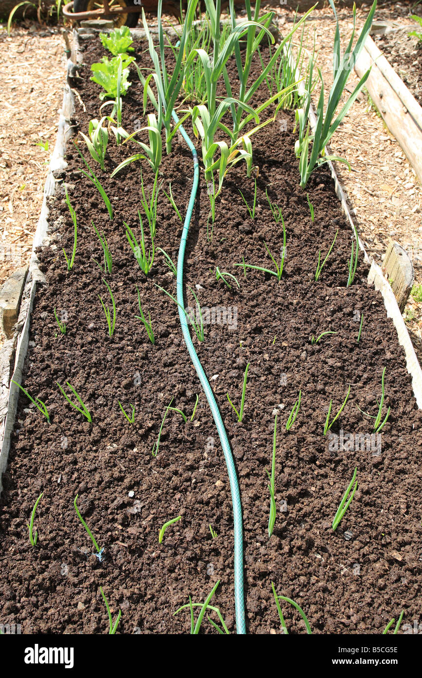 Le paillage a soulevé pour l'ALIMENTATION ET LA LIT DE LÉGUMES CONTRE LES MAUVAISES HERBES Banque D'Images