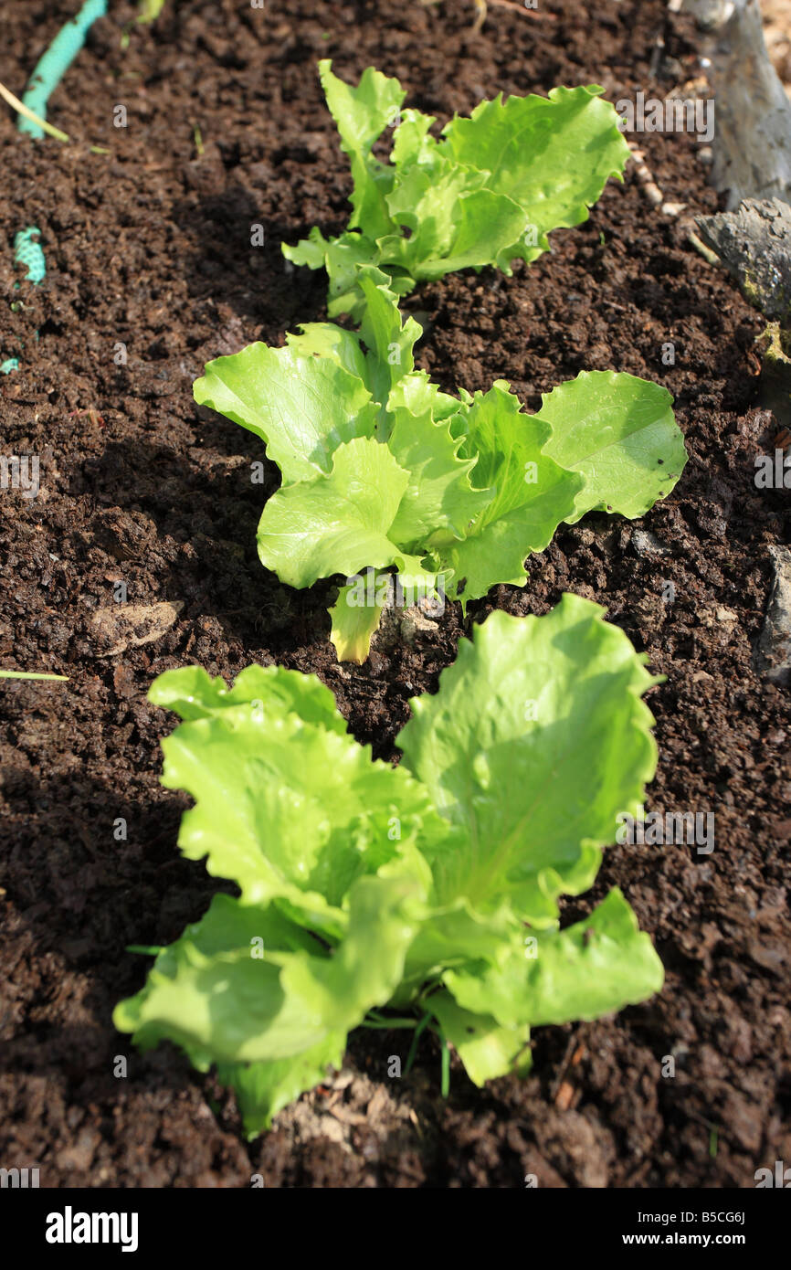 Le paillage SALADE CROISSANT POUR LE CONTRÔLE DES MAUVAISES HERBES LA RÉTENTION D'EAU ET D'ALIMENTATION Banque D'Images