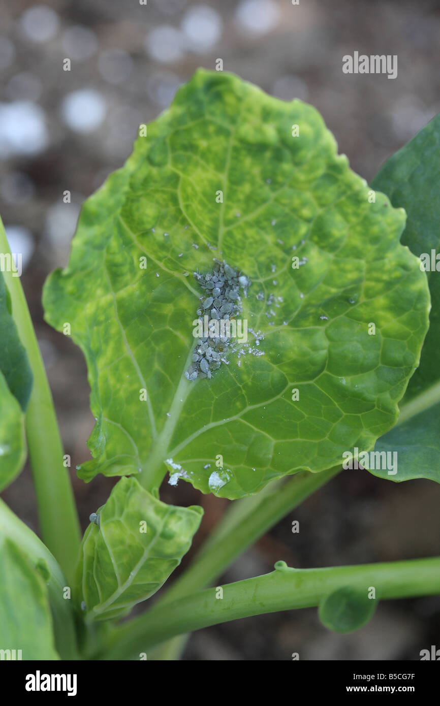 Le puceron du chou Brevicoryne brassicae colonie sur feuille de chou Banque D'Images