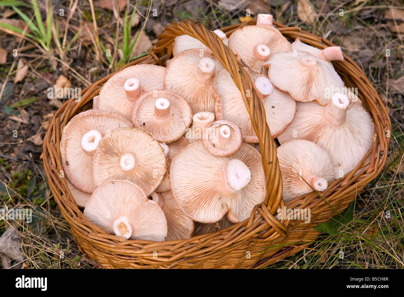 Panier plein de champignons Lactarius torminosus Banque D'Images