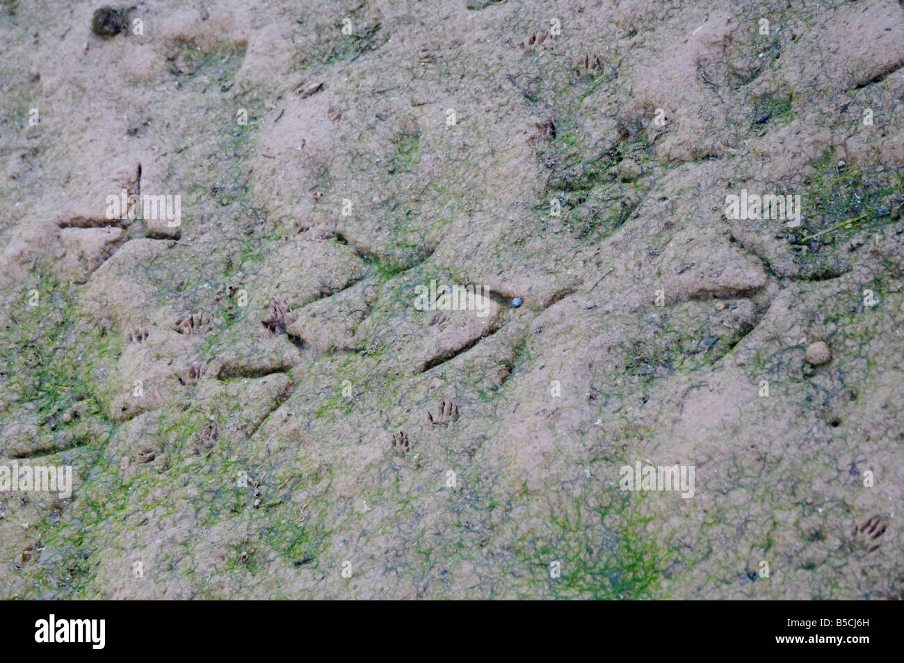 Les pistes d'oiseaux dans la boue Banque D'Images