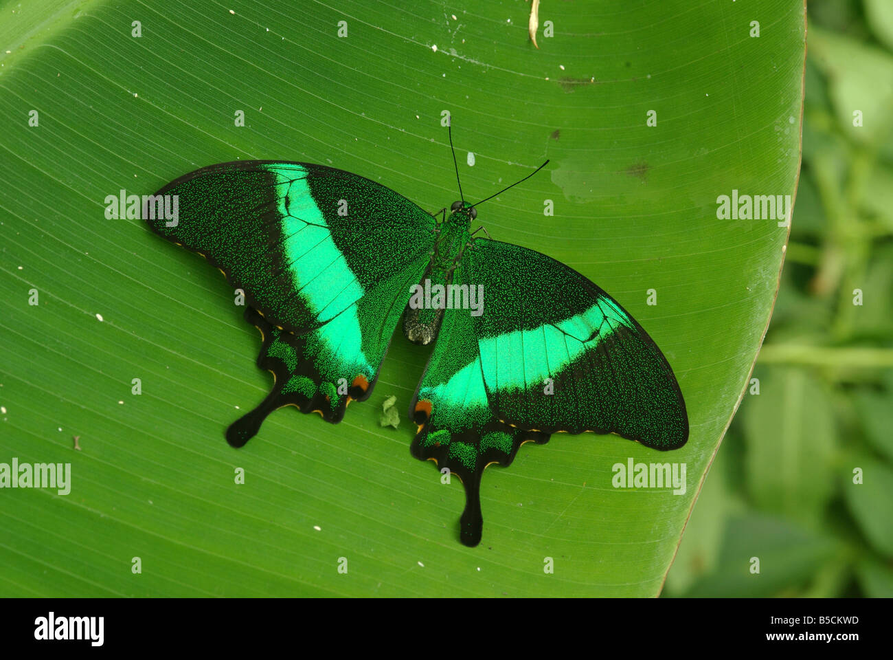 Papilio palinurus, un papillon vert. Banque D'Images
