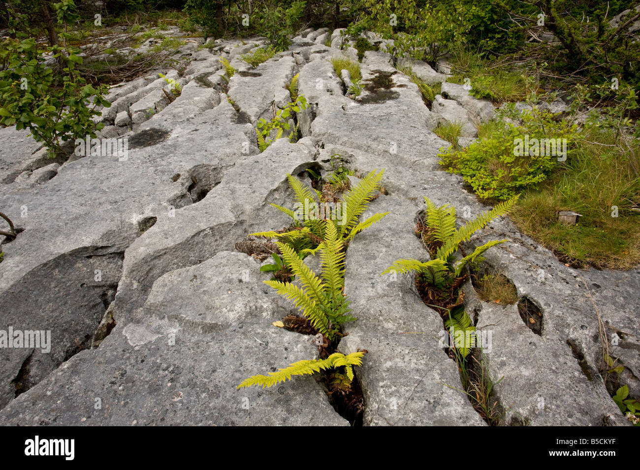 La démarche de lapiez Barrows NNR Cumbria avec bouclier dur Polystichum aculeatum dans grykes croissante Banque D'Images