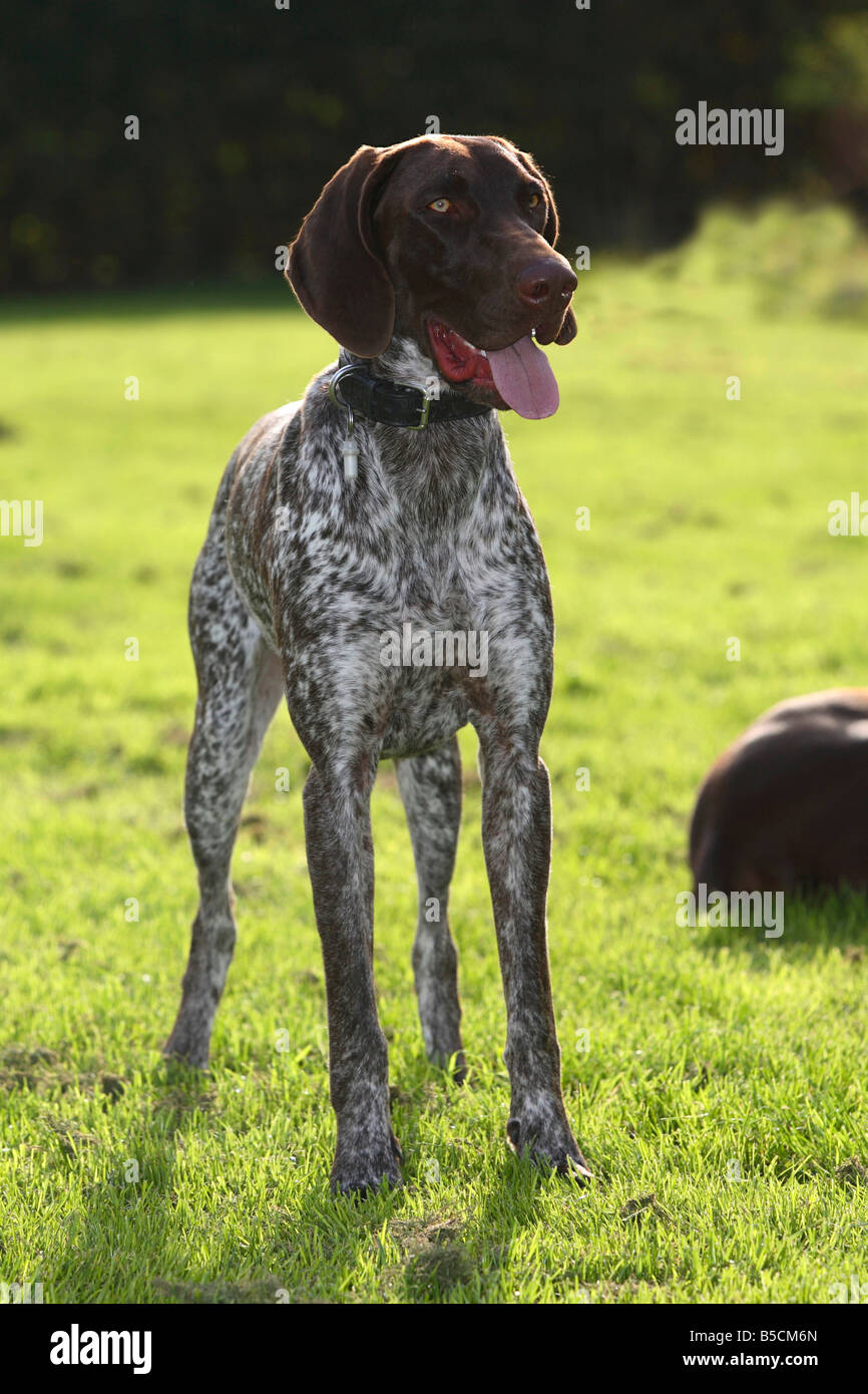 Braque Allemand Banque D'Images