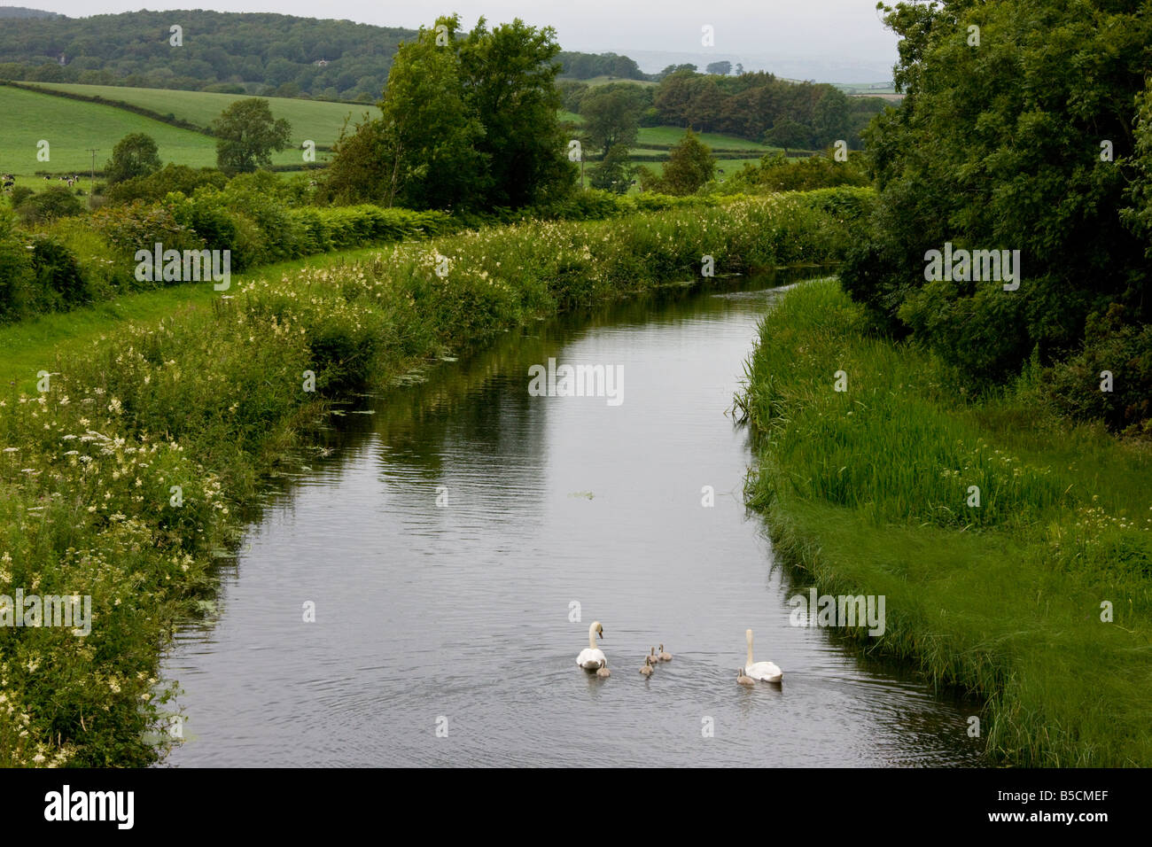 Lancaster Canal près de Carnforth Lancashire avec chemin de halage et très fleuries banques avec Cygne tuberculé Cygnus olor Banque D'Images