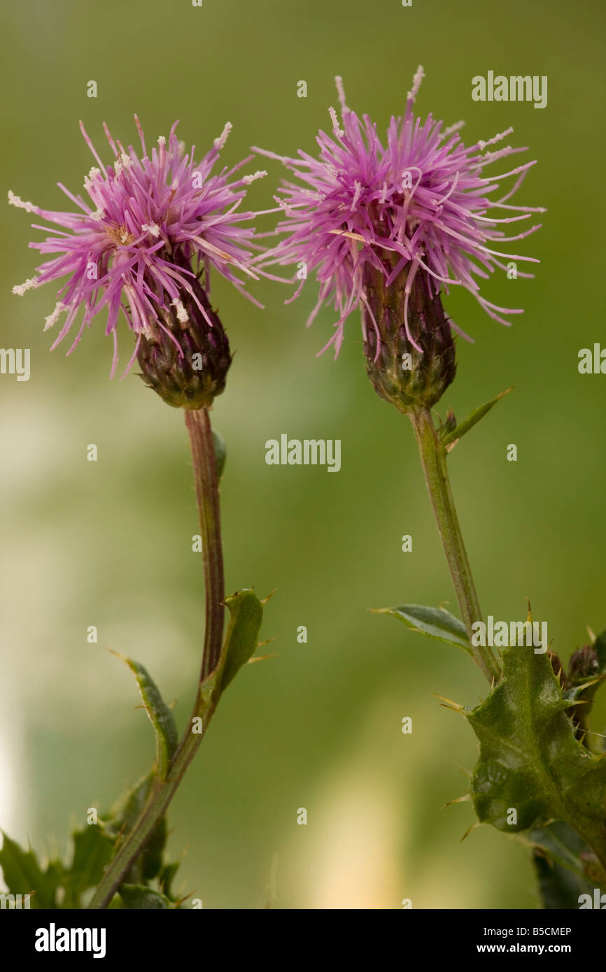 Chardon des champs Cirsium arvense en fleur herbe répandue Dorset Banque D'Images