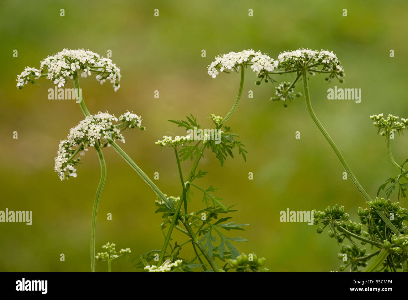 Persil Aethusa cynapium Fool s mauvaises herbes du jardin commun Dorset toxiques Banque D'Images