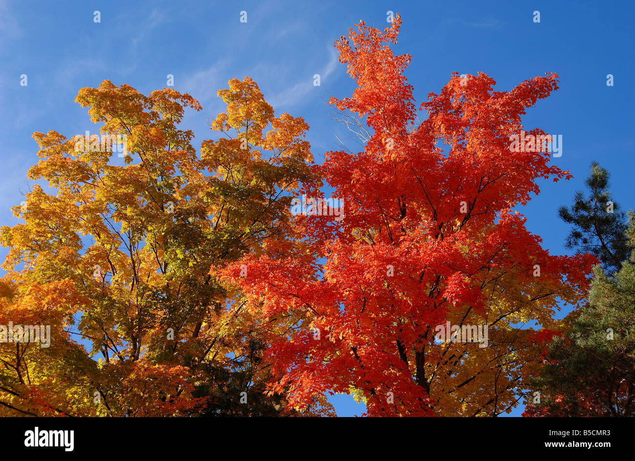 Couleurs d'automne près de Omemee en Ontario, Canada Banque D'Images