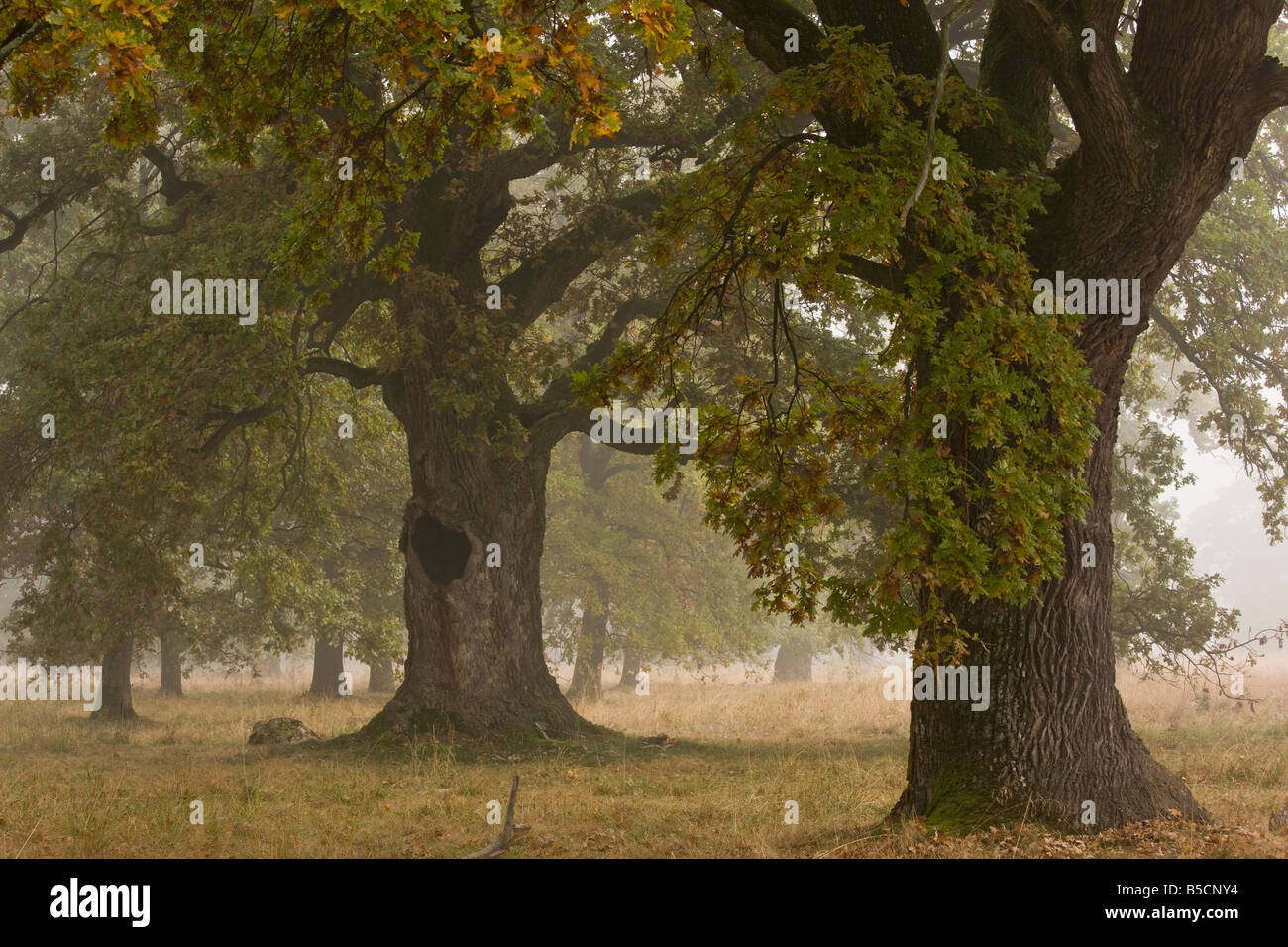 Bois ancien pâturage avec de vieux chênes dans la brume de l'automne la réserve naturelle près de Sigishoara Breite Transylvanie Roumanie Banque D'Images