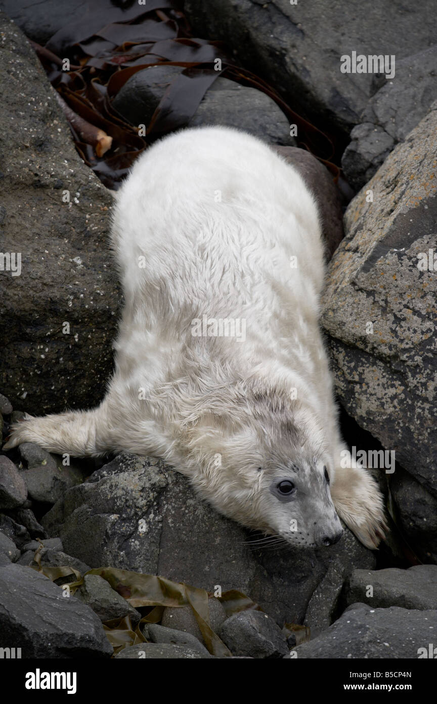 Gris de l'Atlantique phoque gris Halichoerus grypus chiot chiot sur un rivage rocheux de la côte ouest de l'Ecosse dans les Highlands écossais Banque D'Images