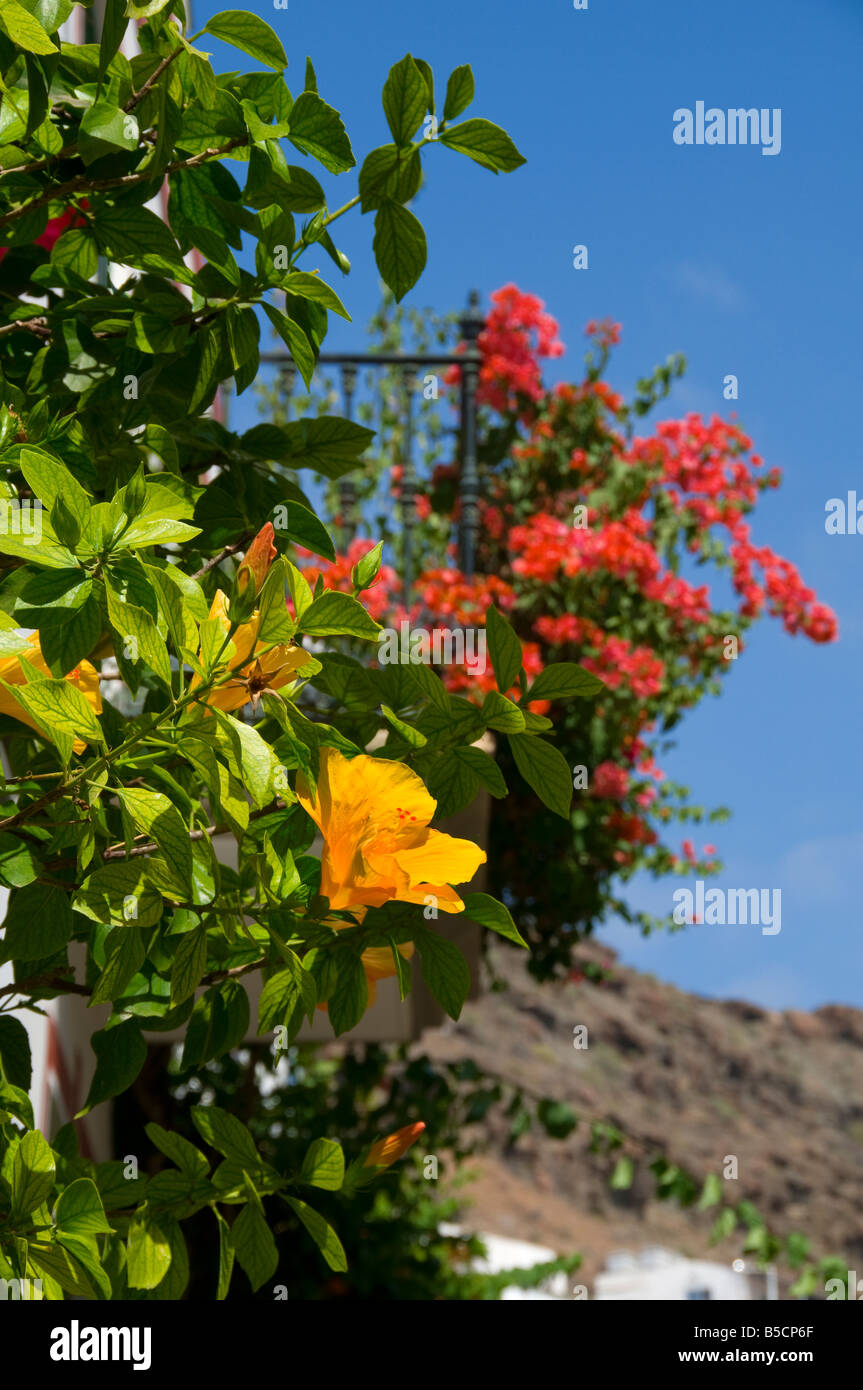 Puerto de Mogan fleur d'Hibiscus jaune et de Bougainvilliers en fleurs sous le soleil de Gran Canaria Îles Canaries Espagne Banque D'Images