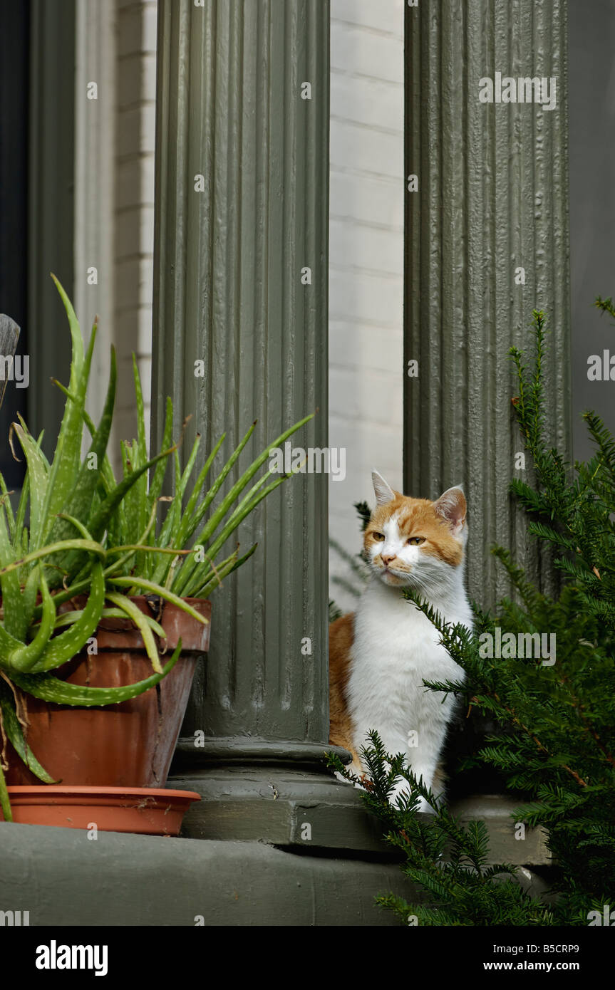 Chat Blanc et Orange Stiing on Porch Banque D'Images