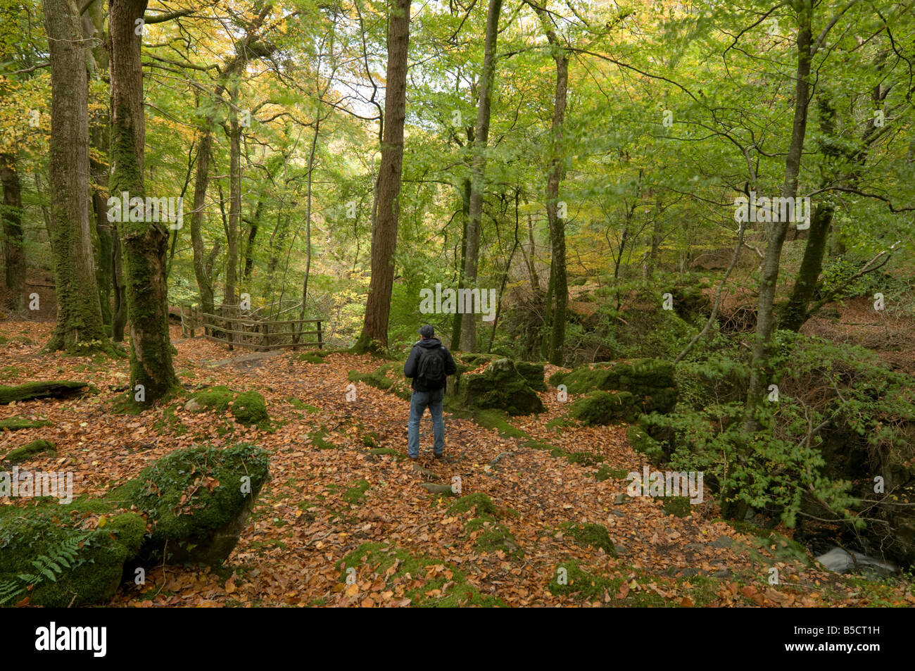 Homme randonnée sur sentier de marche Torrent à travers les forêts de hêtres et de chênes à feuilles caduques du Parc National de Snowdonia Gwynedd North Wales UK Banque D'Images
