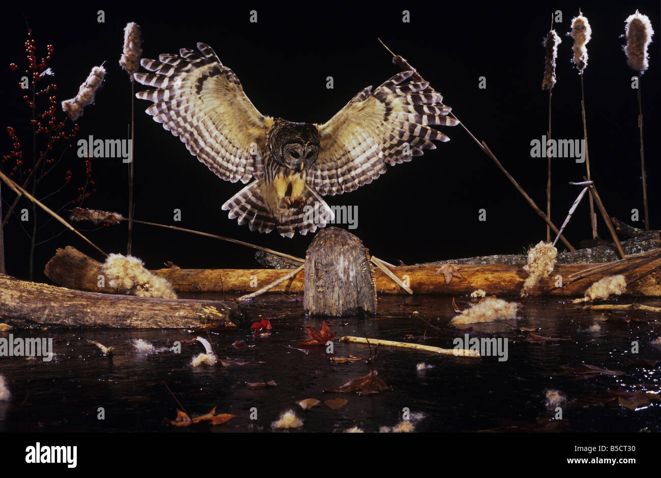 La Chouette rayée (Strix varia), des profils à l'atterrissage sur log in étang gelé, Raleigh, comté de Wake, en Caroline du Nord, USA Banque D'Images
