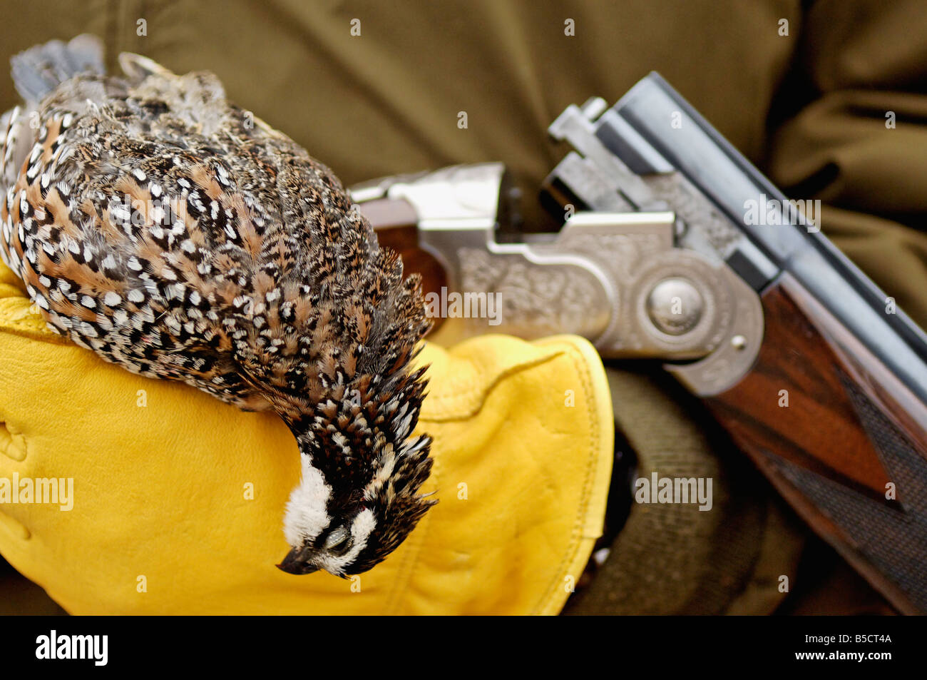 Colins récoltés et fusil Beretta Tamaulipas Mexique Banque D'Images