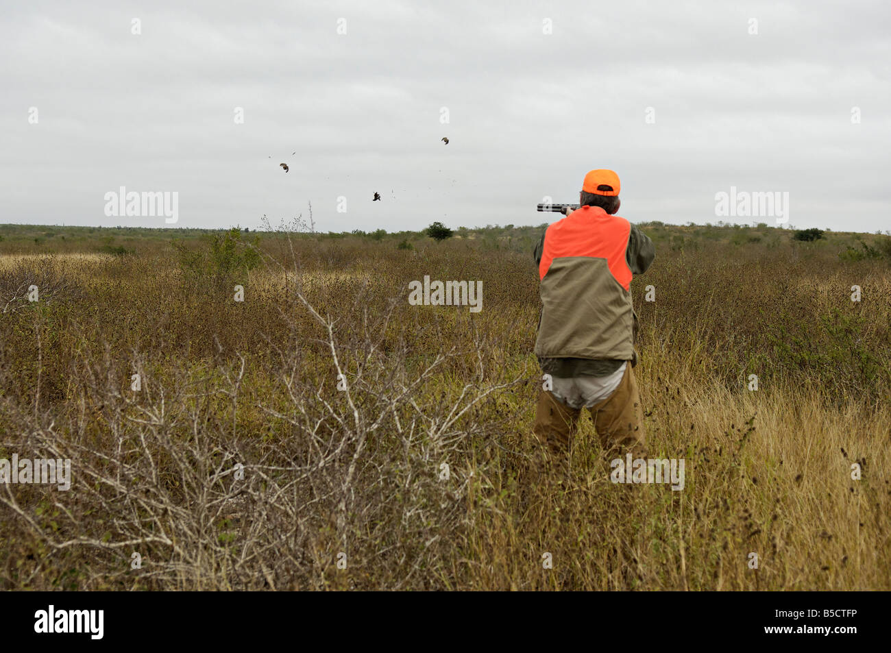 Chasseur d'oiseaux des hautes terres et le rinçage des colins de Tamaulipas, Mexique Banque D'Images