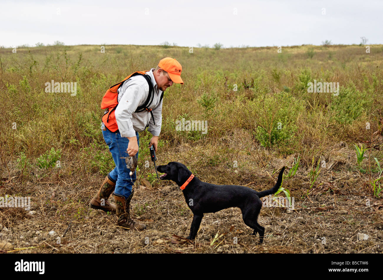 Guide de la chasse en prenant des colins de Labrador Retriever au Mexique Banque D'Images
