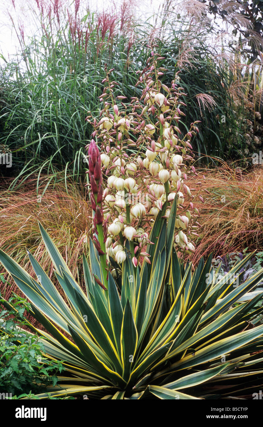 Yucca Gloriosa Variegata Stipa tenuissima Miscanthus sinensis Automne Automne Plantes Plantes Jardin couleur design frontière structurale Banque D'Images