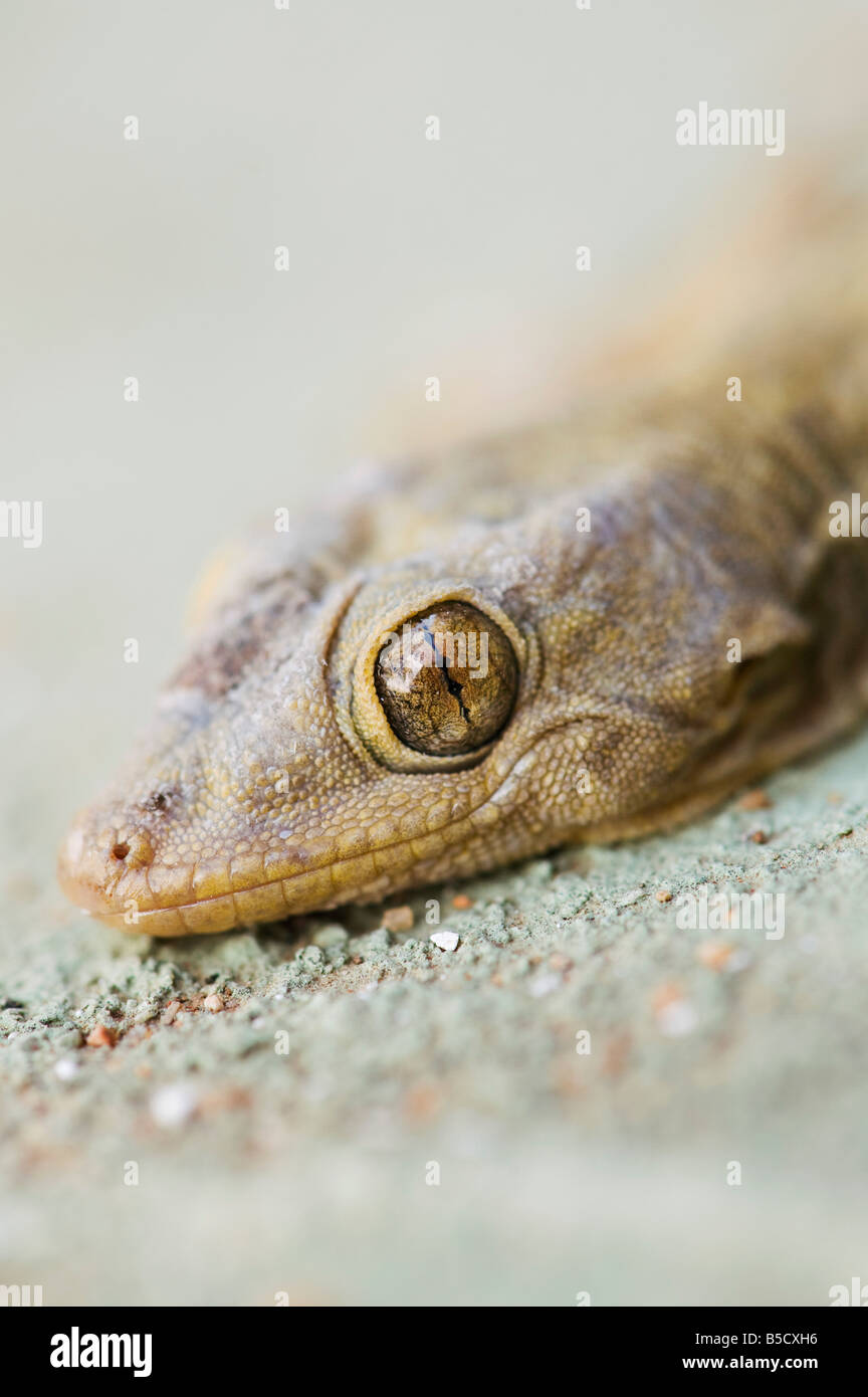 Gecko indien tête. L'Inde Banque D'Images