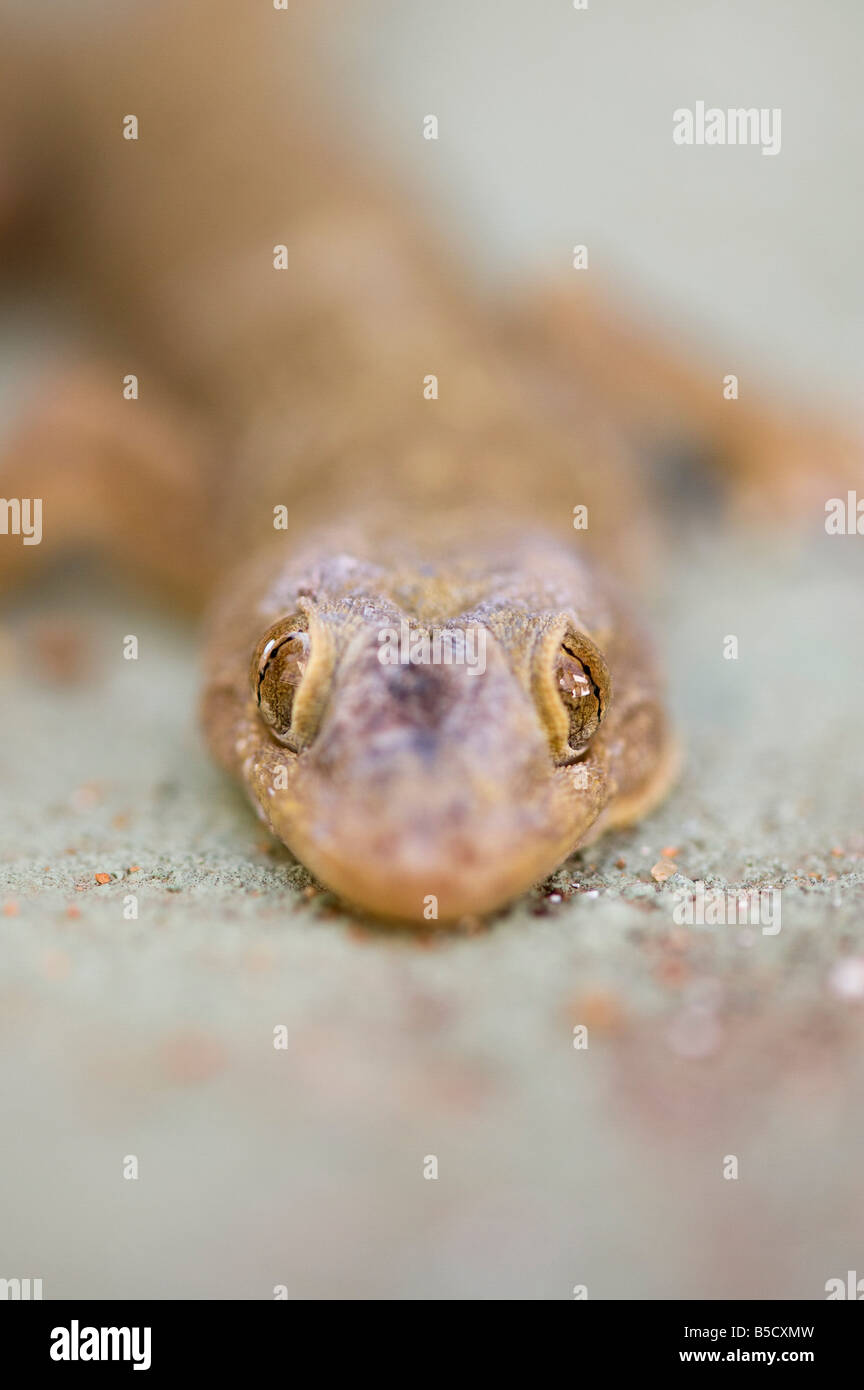 Gecko indien tête. L'Inde Banque D'Images