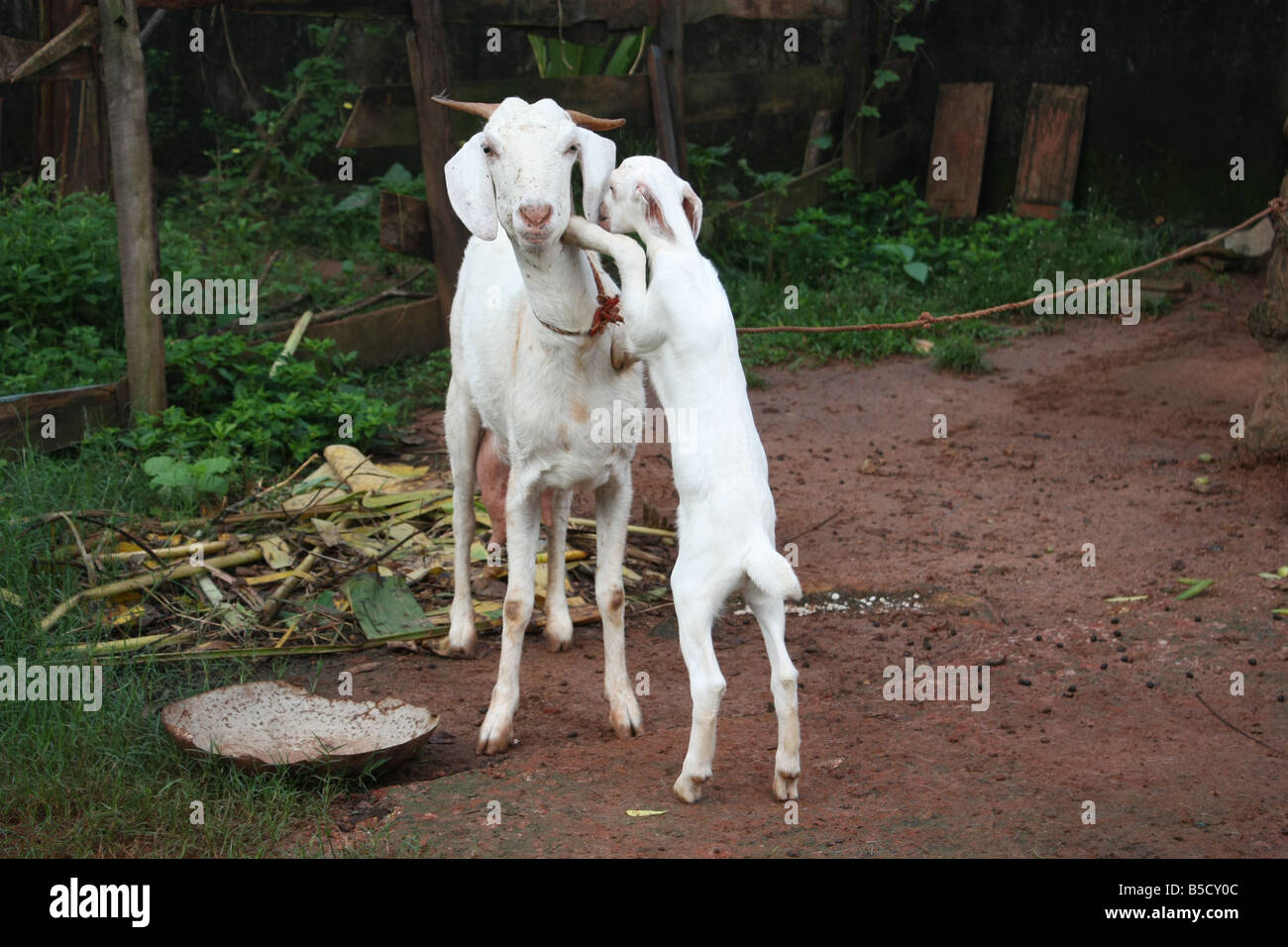 Une mère avec enfant de chèvre Banque D'Images