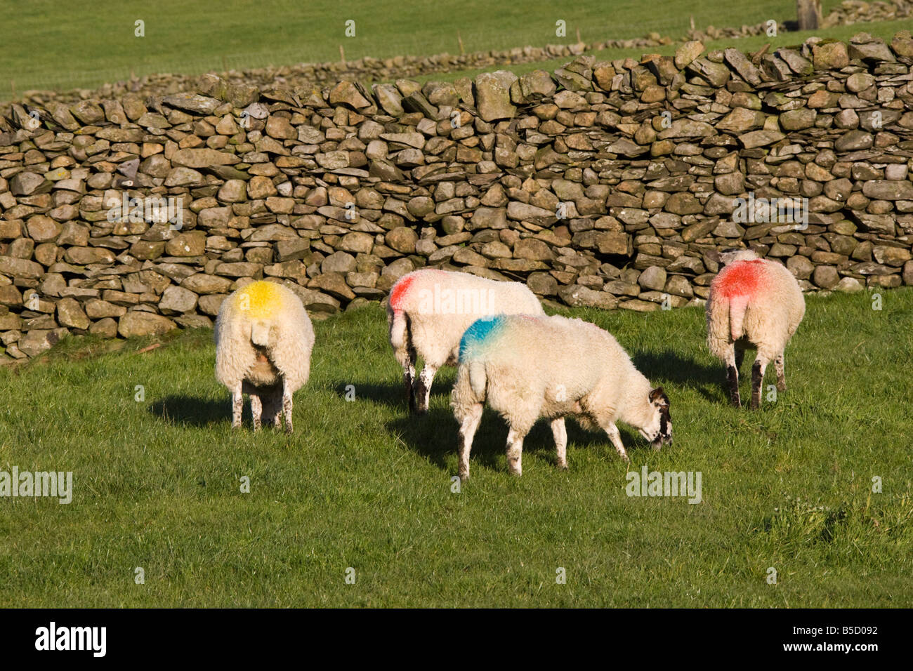 Des moutons paissant dans un Lake District, UK, champ Banque D'Images