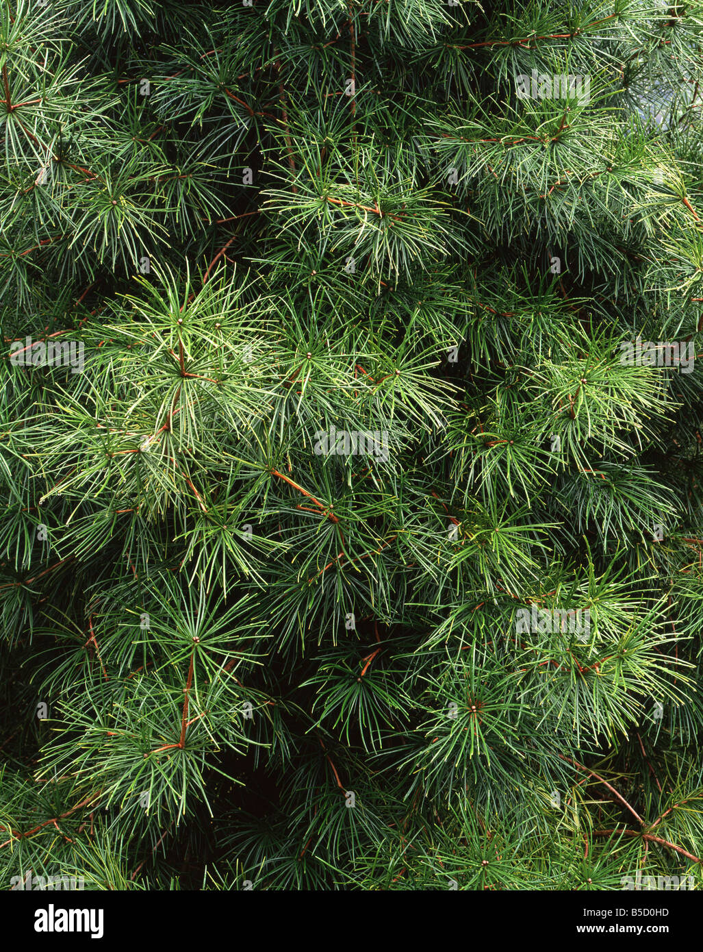 Sciadopitys verticillata, koyamaki ou parapluie japonais-pine feuillage en forte croissance dans l'ouest de l'Écosse, au Royaume-Uni. Banque D'Images
