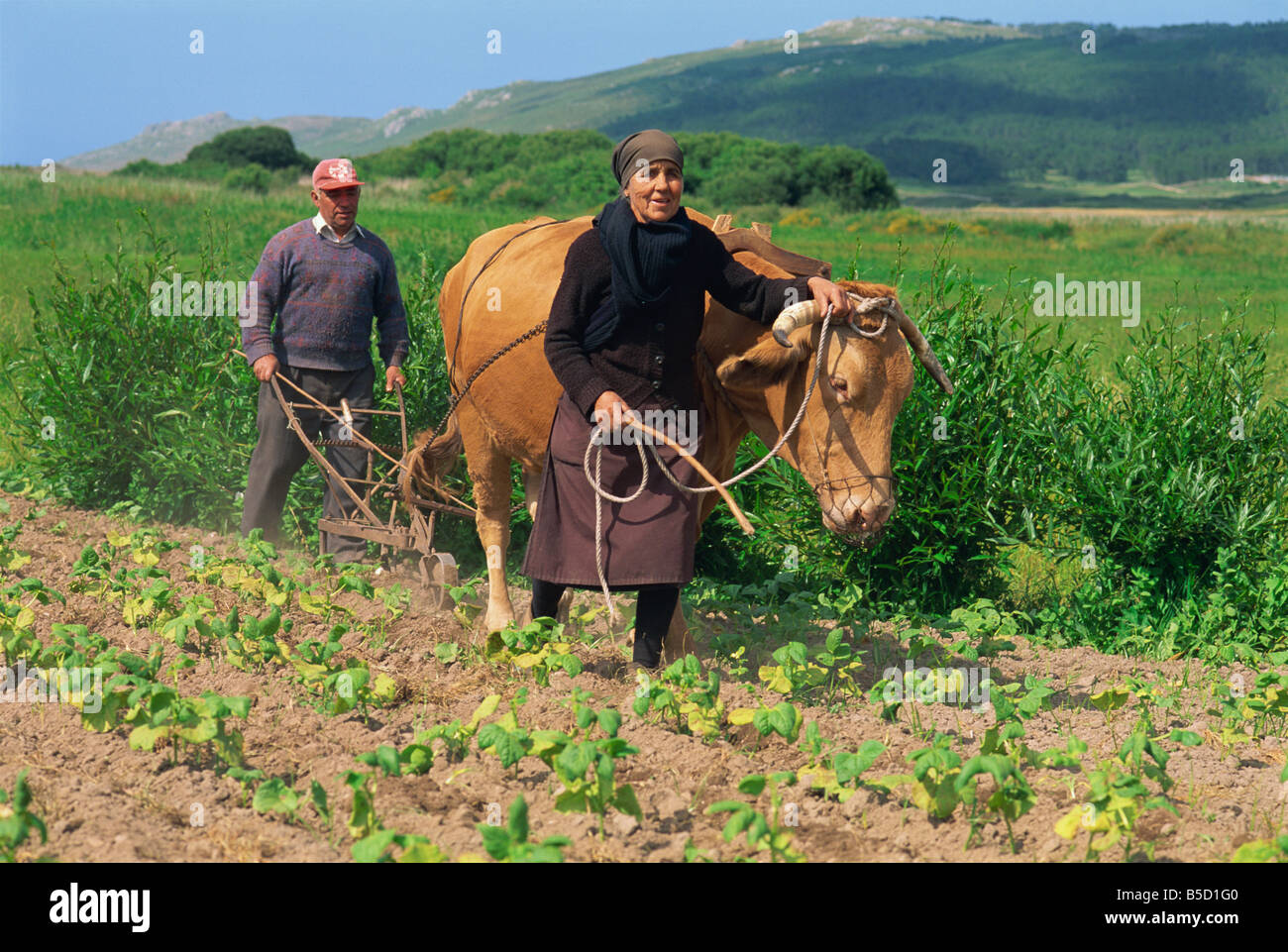 Vieux couple avec un taureau de subsistance qui cultivent en ligne inter Domaine des plants de haricots dans le district de laxe Galice Banque D'Images
