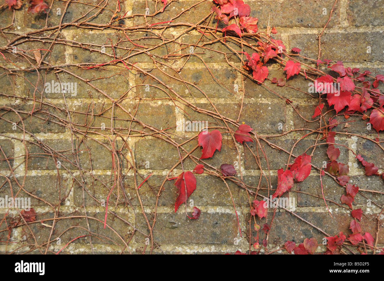 Close up de l'automne feuilles de lierre sur un mur de brique, en Angleterre Banque D'Images
