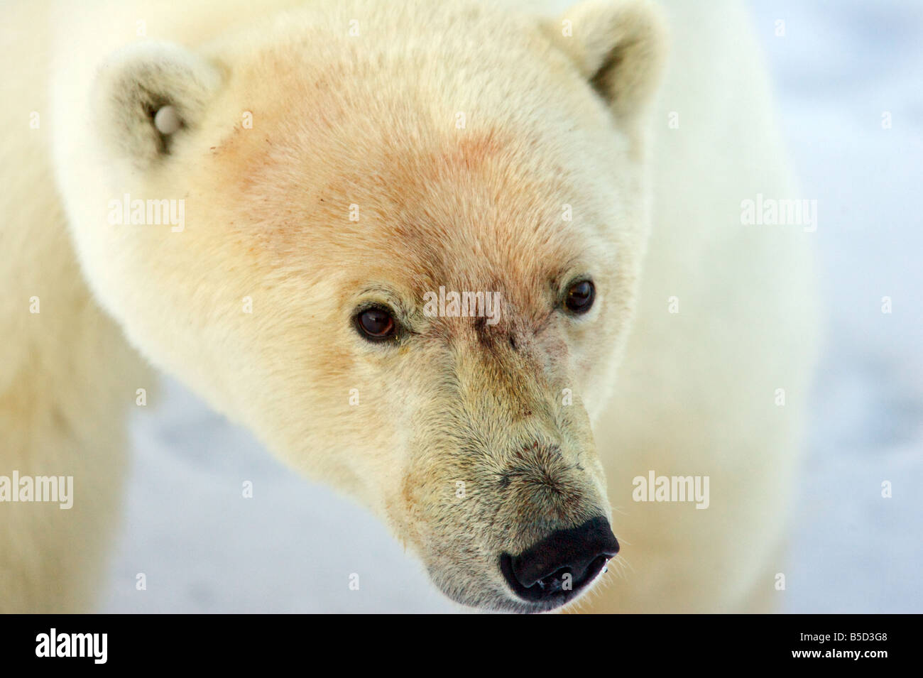 Portrait de l'ours polaire close-up Banque D'Images