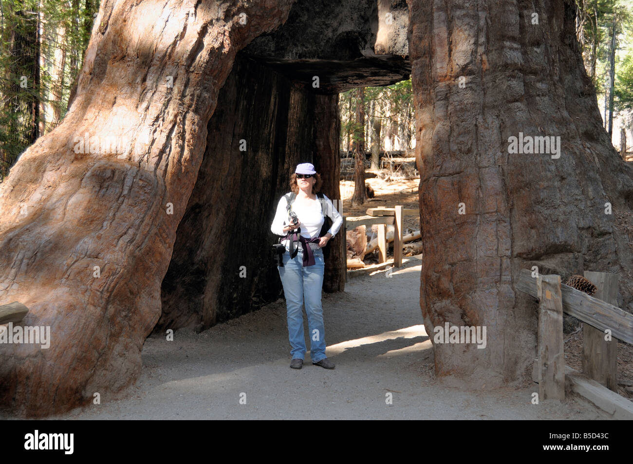 Un randonneur se tient à l'intérieur de la base du massif California tunnel Tree, un séquoia géant avec un grand passage creusé dans son tronc antique. Banque D'Images