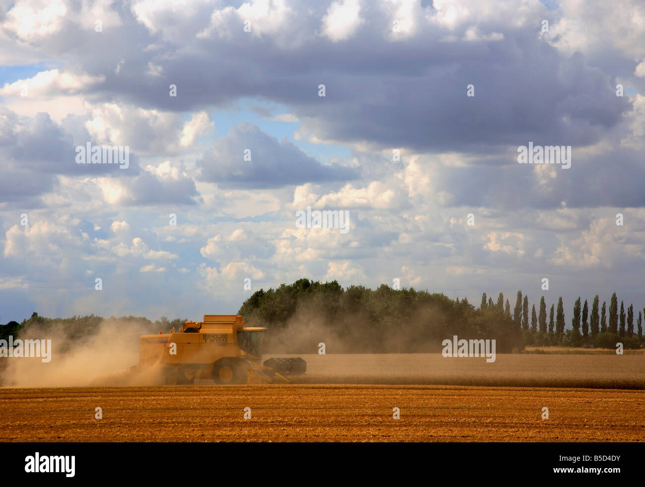 Combine Harvester in Wheat Field Fenland Wisbech Cambridgeshire England UK Banque D'Images