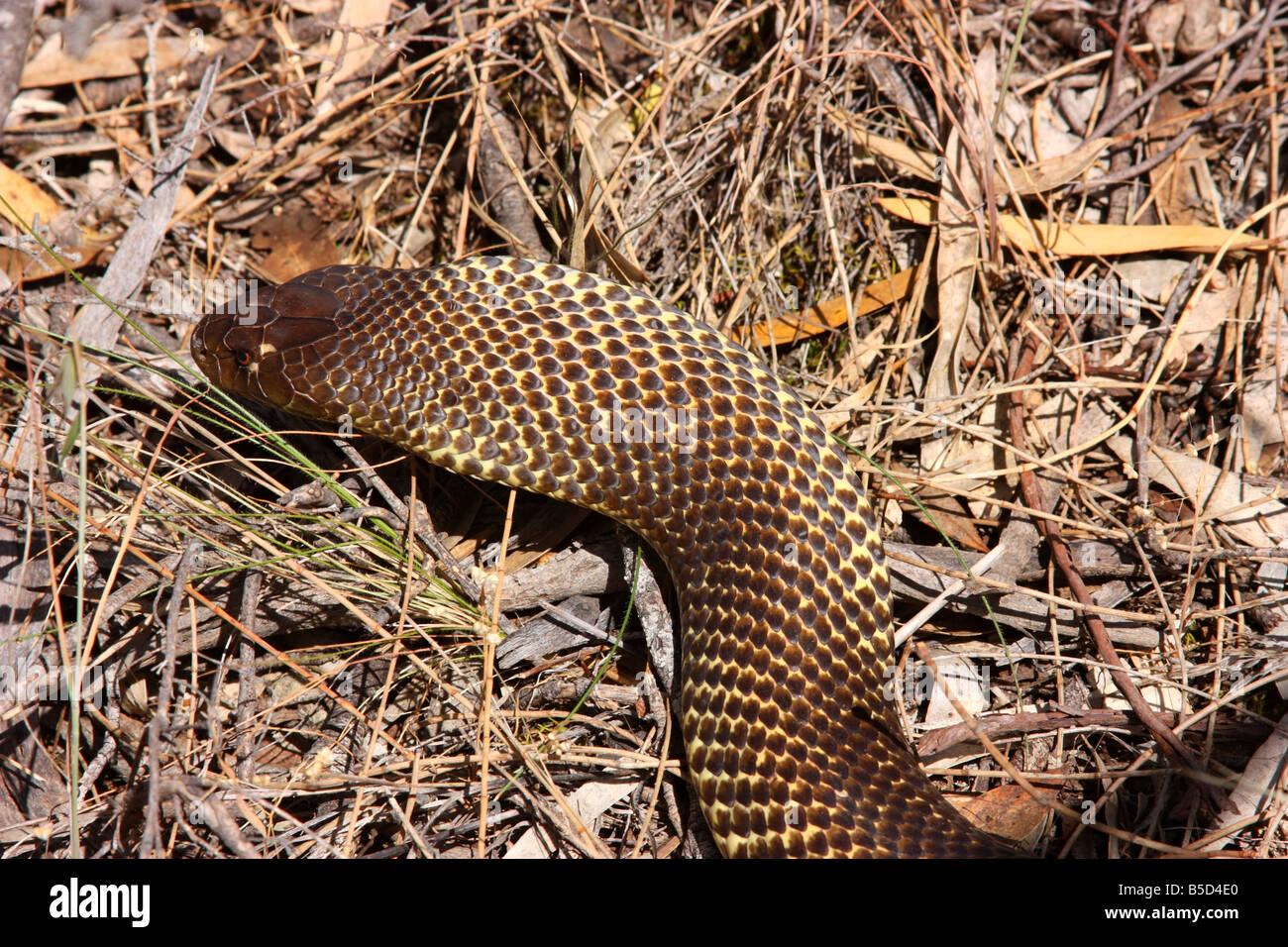 Un roi serpent brun prêt à frapper sur la péninsule d'Eyre avec photographie haute résolution Banque D'Images