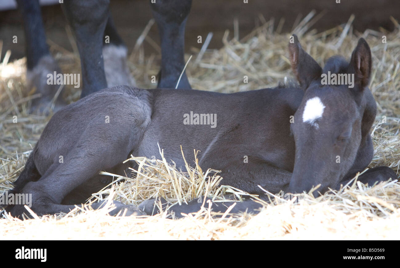 Poulain percheron à dormir en plein soleil. Banque D'Images