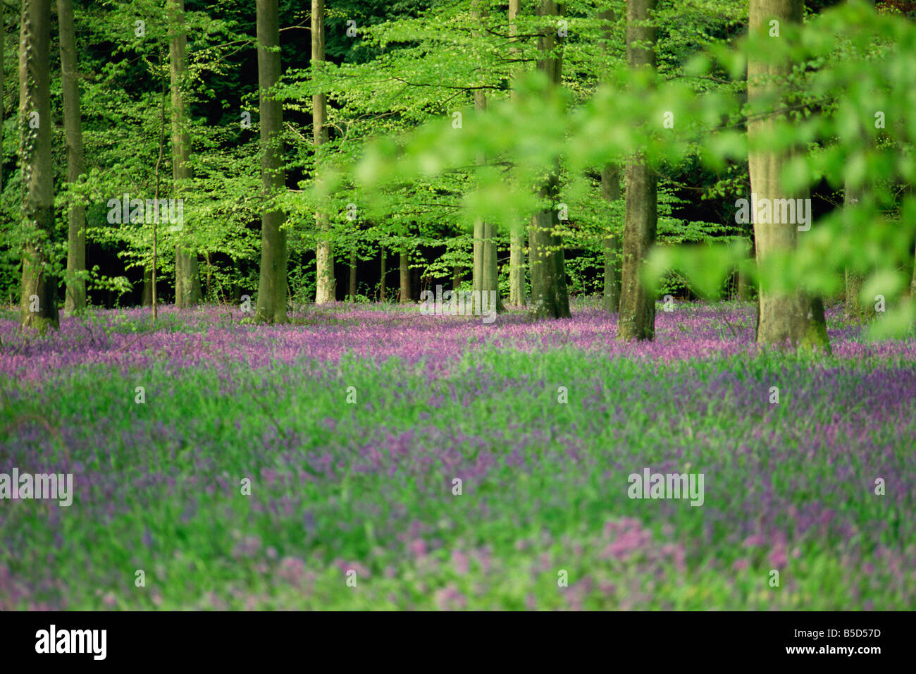 Fleurs sauvages au printemps 100 acres de forêt de Bere Hampshire England UK Légat J Banque D'Images