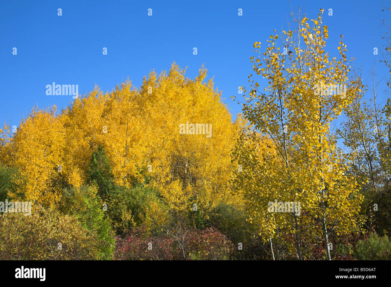 Arbres en couleurs d'automne Banque D'Images