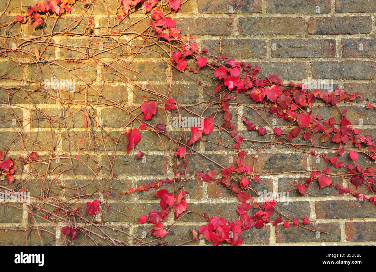 Close up de l'automne feuilles de lierre sur un mur de brique, en Angleterre Banque D'Images