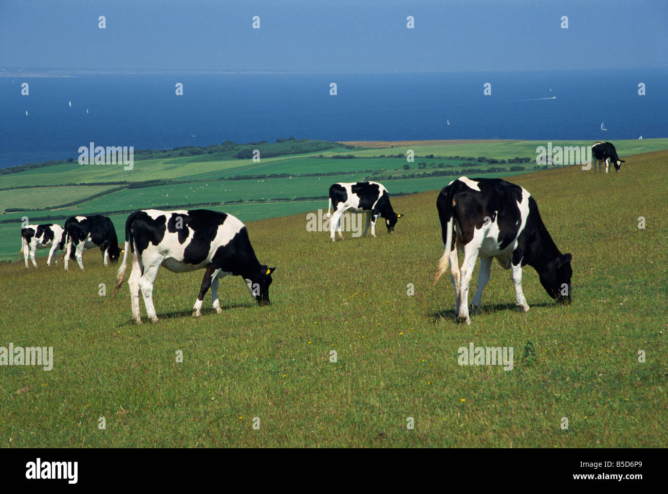 Vaches dans un champ, à l'île de Purbeck, Dorset, Angleterre, Europe Banque D'Images